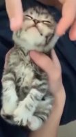 stroking an kotlet.mp4