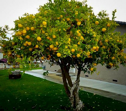 eureka-lemon-2.jpg