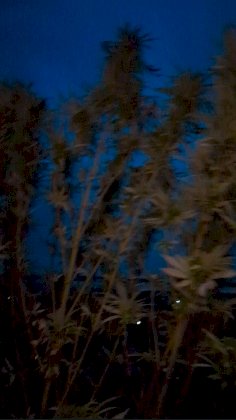 IMG_20241003_071227.jpg