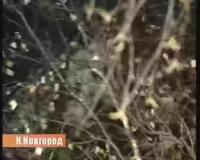 1757600273128272.webm