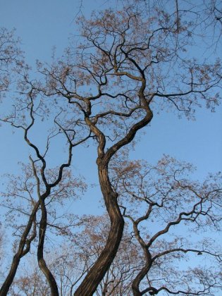 black locust.jpg