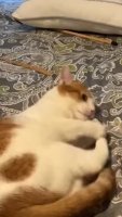 druggedkot.webm
