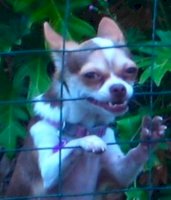 le_dog_face.jpg