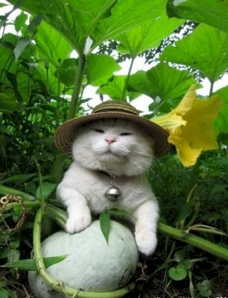 cat garden.jpeg