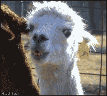 1537032767209-0.gif