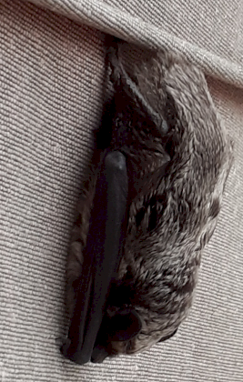 unknown-2.png