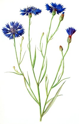 blaue-blume.jpg