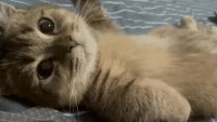 wobosnokosnobmbobmos.webm