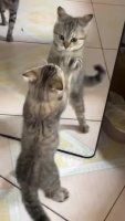 amAbq0j_460svvp9.webm