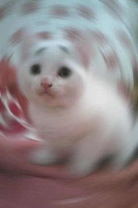 citten worry.jpg