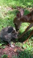deer.mp4