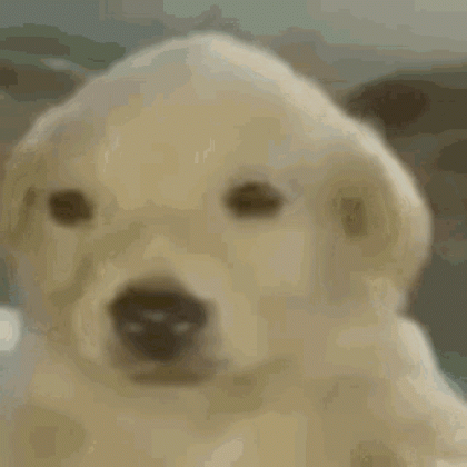 1741476738232435.gif
