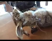 i post on kc.webm