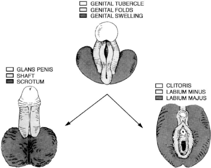 Differentiation-of-the-male-and-female-external-genitalia-from-common-precursors.png