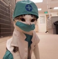 medical cat.jpg