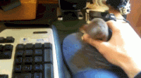 F2080ECA-B1E8-482C-940A-E6052C8E51E0.gif