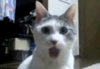 images.mp4