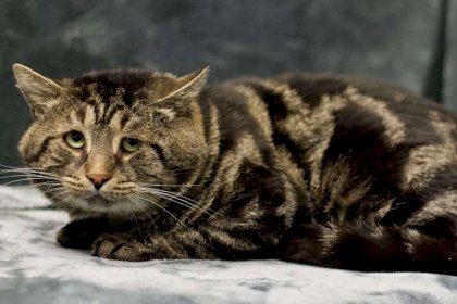 fishtopher-the-cat-112922-1-055f1c73004444a7a016599490e4bf6a.jpg