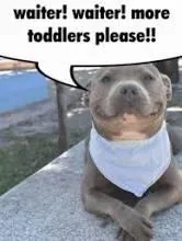i-can-only-find-anti-bsl-memes-on-google-images-search-can-v0-orfn7msr05ad1.webp