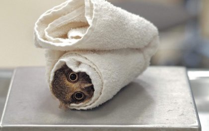 towl3.jpeg
