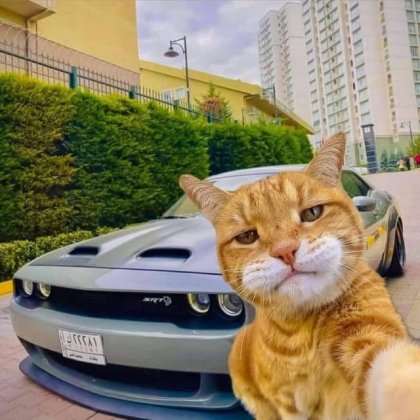 i-heard-we-are-cars-now-v0-9mopkt4s2tzd1.jpeg