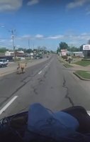 rapidsave.com_cow_assaults_random_man-qmmjz4g0q1za1.mp4