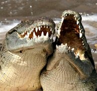 laughing_crocodile_whores.jpg