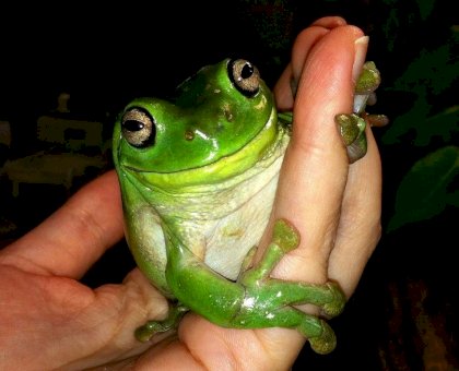 frfrog.jpg
