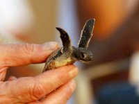 turtle.jpg