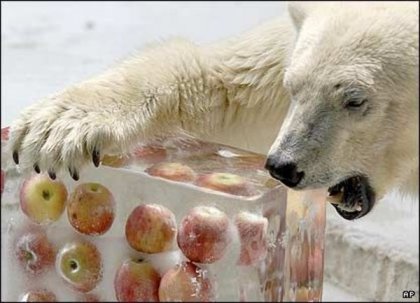 polar-apple.jpg