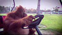 drive2.mp4