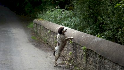 dog-suicide-overtoun-bridge-1.jpg