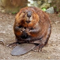 beaverh.jpg