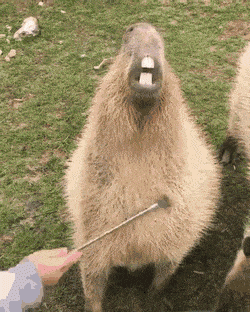 1623351472551.gif