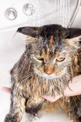 73418703-gato-mojado-en-el-bano.jpg