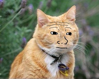 fühlkatze.jpeg