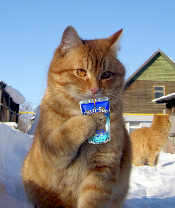 kot catri sun.png