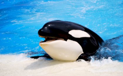 killer_whale.jpg