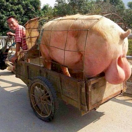 huge pig balls.jpg