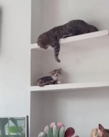 a9q4VRo_460svvp9.webm