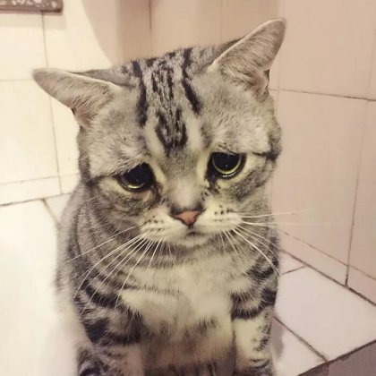 sad cat.jpg