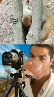 rollemacaco.mp4