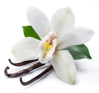 dried-vanilla-sticks-orchid-flower-isolated-white-background-161663219.jpg
