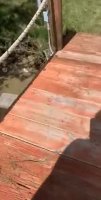 chonker_swim.webm