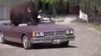 buffalo_souljah.webm