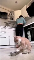 hungry_kot.mp4