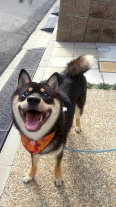 oh_dog.jpg