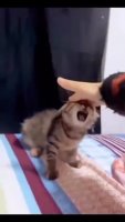 az2doDK_460svvp9.webm