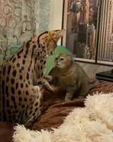 streitschlichter_savannah.mp4