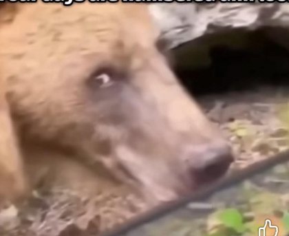 e6be21decffd938824165aeaec6365f0_thumb.jpg
